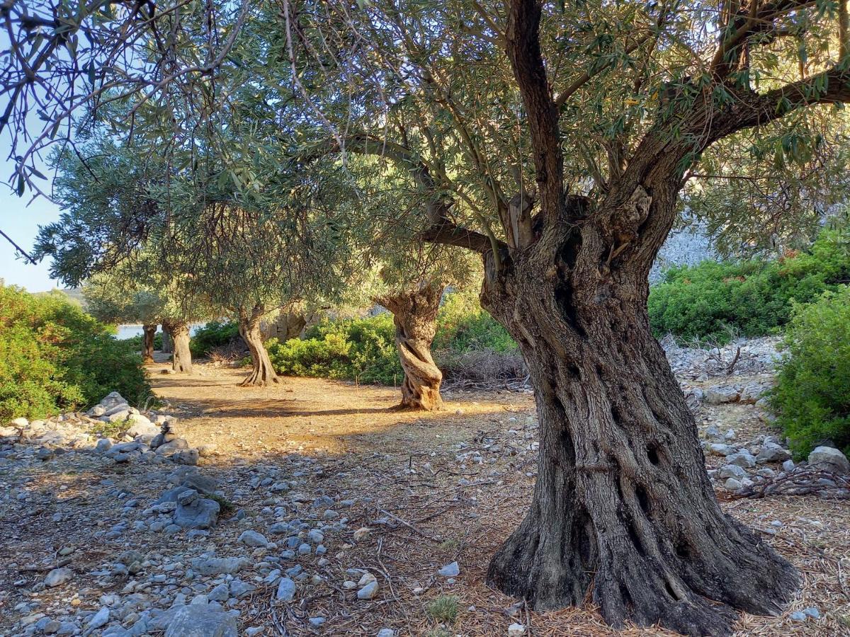 Chelidonia Villa Steni Vala Alonissos Eksteriør bilde
